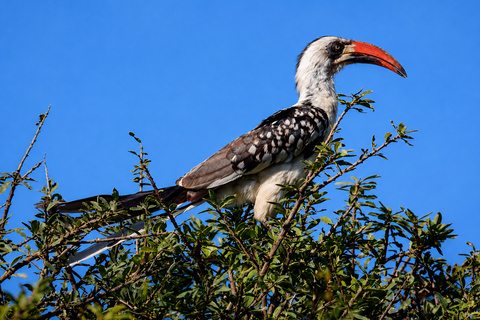 Arusha: Birdwatching and Nature Photography Tour with Lunch