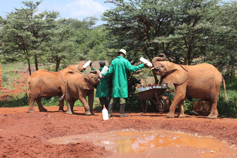 Elefantenwaisenhaus und Bomas in Kenia