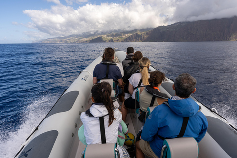 Funchal: Garantiert wilde Delfin- und Walbeobachtung mit dem RIBDelfine und Wale mit dem RIB-Boot