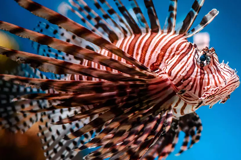 Rhodes: Farm and Aquarium Tour with Entry Tickets included