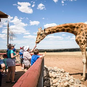 Giraffe Safari & a Day at Monarto Safari Park