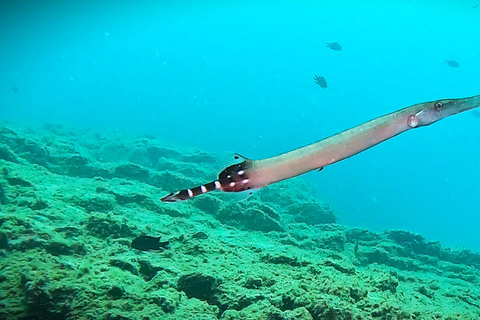 Tenerife: Privé Duiken - Gecertificeerd Instructeur &amp; Foto&#039;s