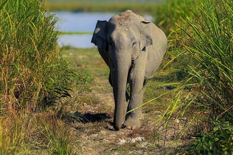 Minneriya Two Park Full-Day Jeep Safari & Kayak Adventure Minneriya Two Park Jeep Safari & Kayak Adventure Full Day