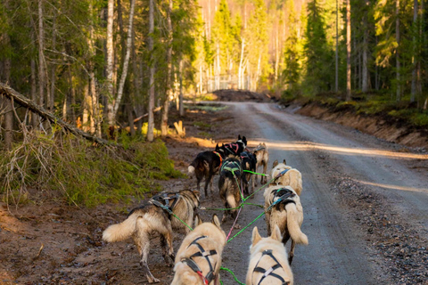Rovaniemi: Autumn Husky Experience with cart ride and Photos