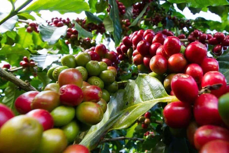 Fairview Coffee Farm Day Tour From Nairobi