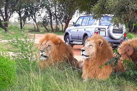 Excursión al Santuario de Elefantes y Monos con el Parque de los Leones