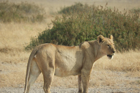 Private Nairobi National Park Drive in 4*4 landcruiser