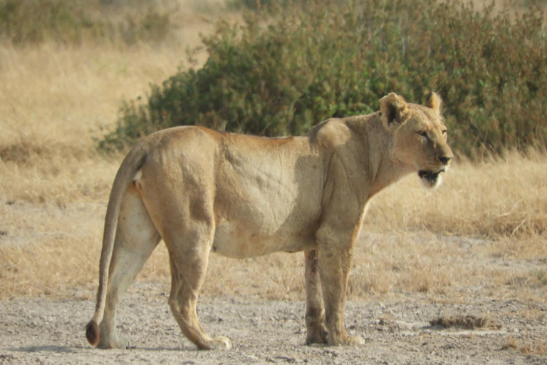 Private Nairobi National Park Drive in 4*4 landcruiser