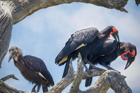 Nairobi: Half Day guided tour to Nairobi National Park