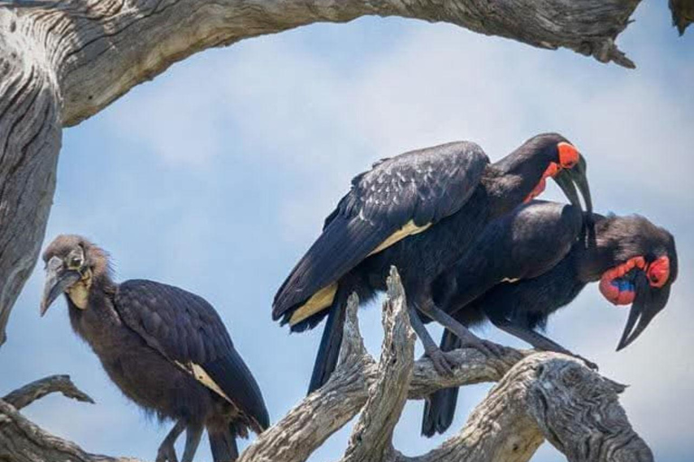 Nairobi: Half Day guided tour to Nairobi National Park