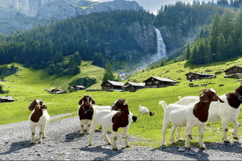 Von Zürich aus: Private Tagestour zu den versteckten Juwelen der Schweiz mit einem lokalen ReiseführerVon Zürich aus: Private Tagestour zu den versteckten Juwelen der Schweiz mi
