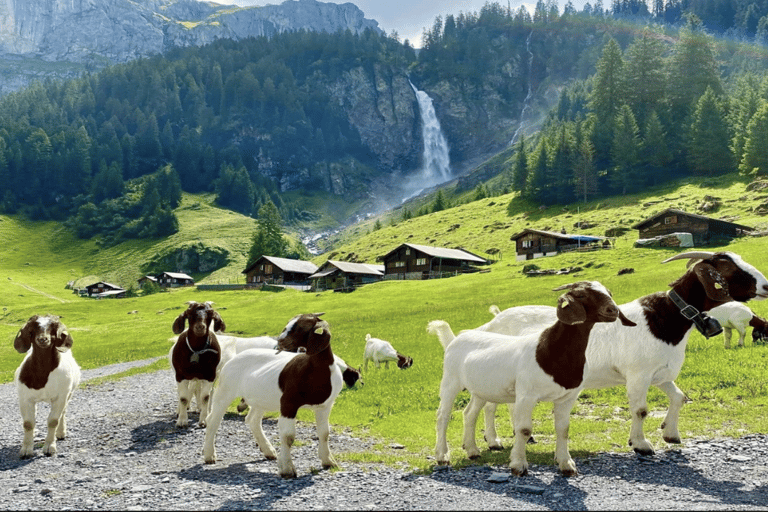 Von Zürich aus: Private Tagestour zu den versteckten Juwelen der Schweiz mit einem lokalen ReiseführerVon Zürich aus: Private Tagestour zu den versteckten Juwelen der Schweiz mi