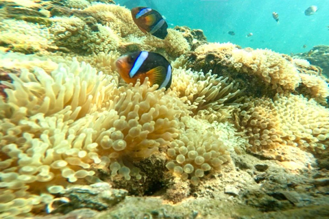 Hong Kong Sai Kung NEMO Clownfish Snorkeling Tour 【Private Tour】Hong Kong: NEMO Clownfish Snorkeling Tour