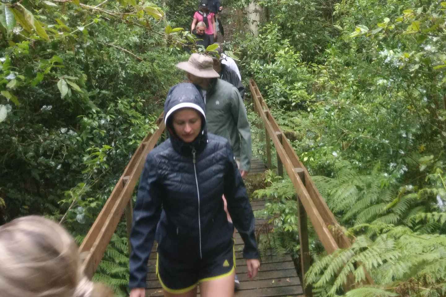 Knysna: Guided Forest Hike with Transfers - Knysna Forest Hike(half day)