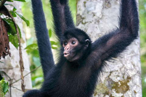 De Iquitos || Excursão à Ilha dos Macacos Dia inteiro ||