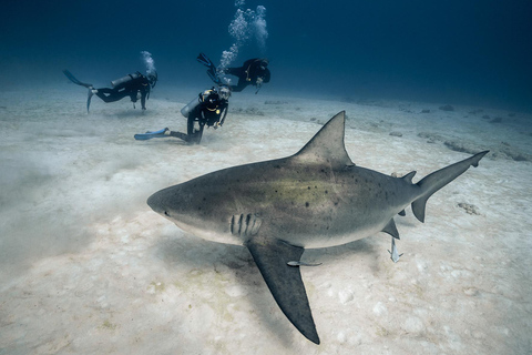 Playa del Carmen: Bucear con tiburones toroBuceo Tiburones toro Alimentándose