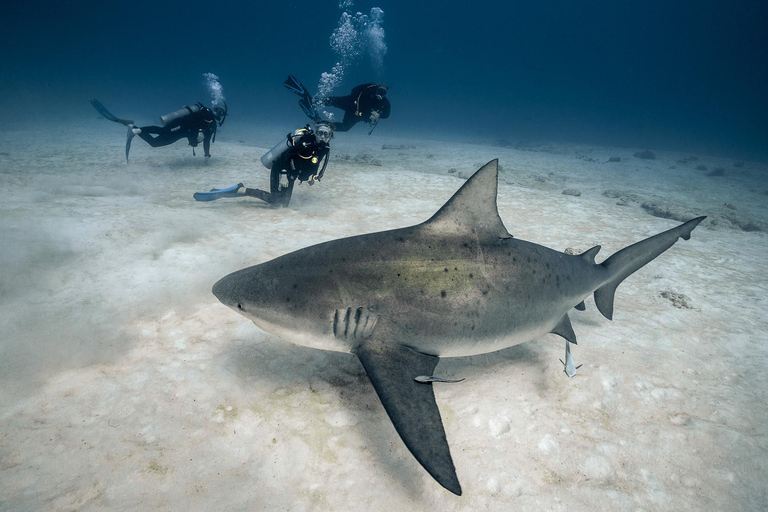 Playa del Carmen: Bucear con tiburones toroBuceo Tiburones toro Alimentándose