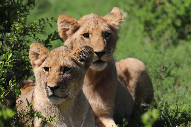 Half-Day Schotia Game Reserve (Open 4x4 Vehicle)