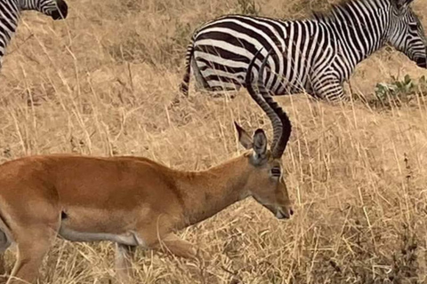 Excursión de un día de Zanzíbar a Mikumi : Safari de fauna salvajeDesde Zanzíbar Excursión de un día a Mikumi : Safari de fauna salvaje