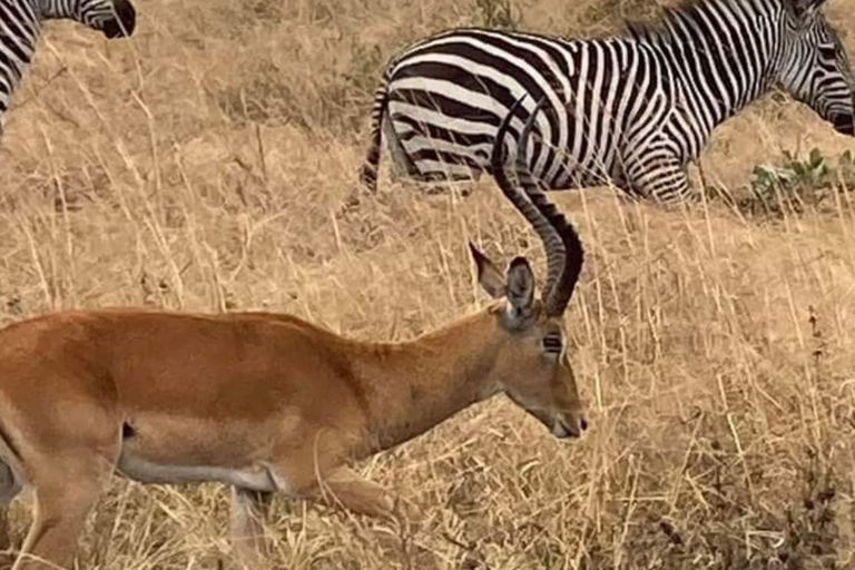 Excursión de un día de Zanzíbar a Mikumi : Safari de fauna salvajeDesde Zanzíbar Excursión de un día a Mikumi : Safari de fauna salvaje