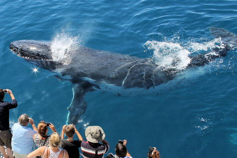 Hervey Bay: Half-Day Whale Watching Cruise Hervey Bay: Half Day Exciting Whale Watching Adventure