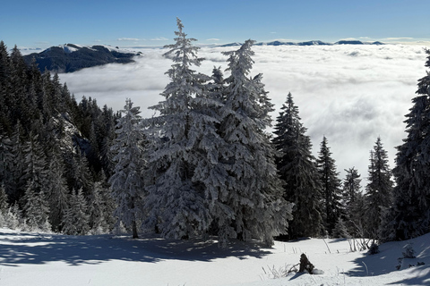 Desde Bucarest: Excursión de un día para esquiar en Poiana Brasov