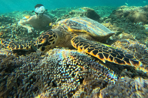 Bali to Gili Trawangan: Day Trip with Snorkeling & Lunch