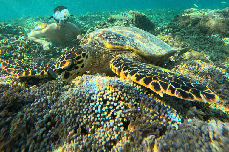 Bali to Gili Trawangan: Day Trip with Snorkeling & Lunch