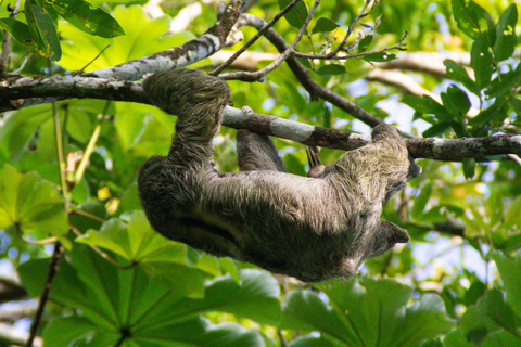 Manuel Antonio Mangrove Boat Tour