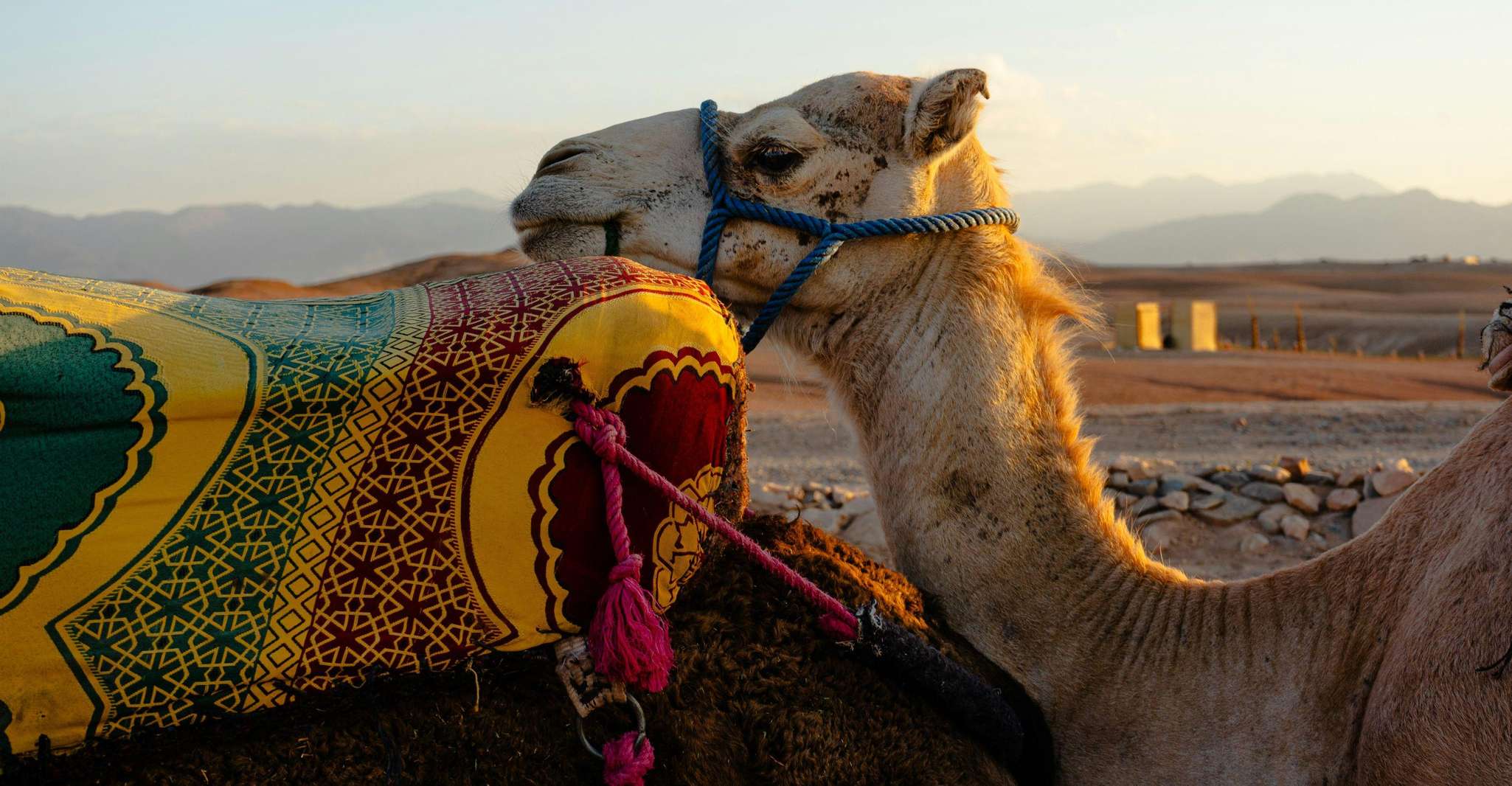 Cena magica nel deserto di Agafay con Show Fire - Housity