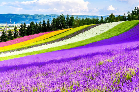 Patchwork Road Hidden-Gem Flower Tour