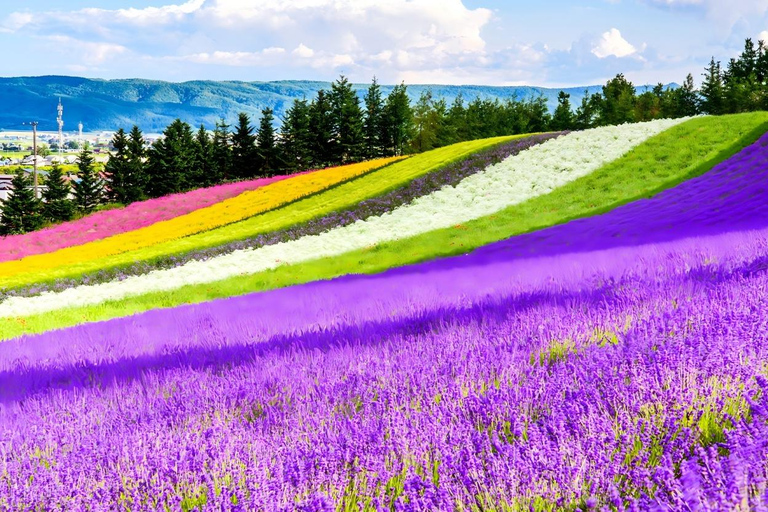 Patchwork Road Hidden-Gem Flower Tour