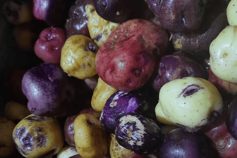 Tenerife: Canary History and Color Potatoes