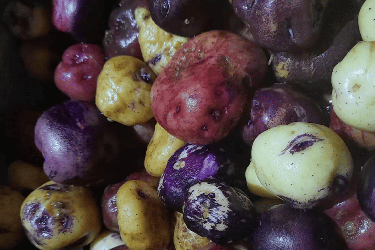 Tenerife: Canary History and Color Potatoes
