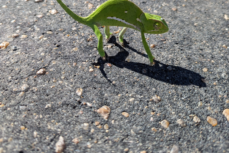 Budget Kruger &amp; Panorama meerdaagse tour vanuit Johannesburg5-daagse budgetreis naar Kruger &amp; Panorama