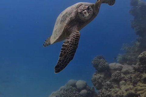 Expérience de plongée sous-marine sur le côté ou à AlanyaDe côté