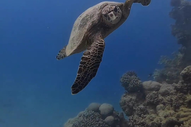 Expérience de plongée sous-marine sur le côté ou à AlanyaDe côté