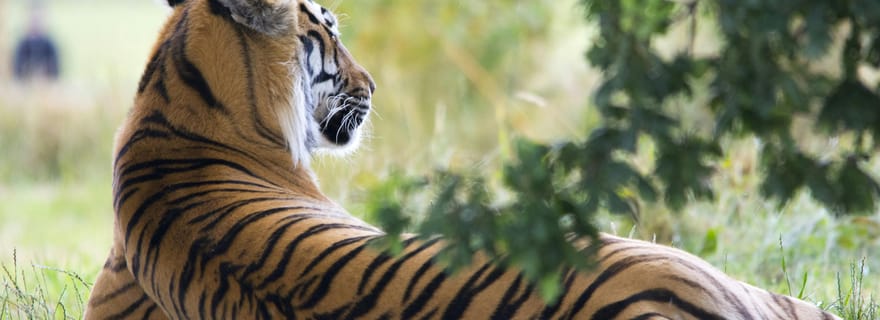 Safari privé en Jeep à Ranthambore avec un naturaliste expert