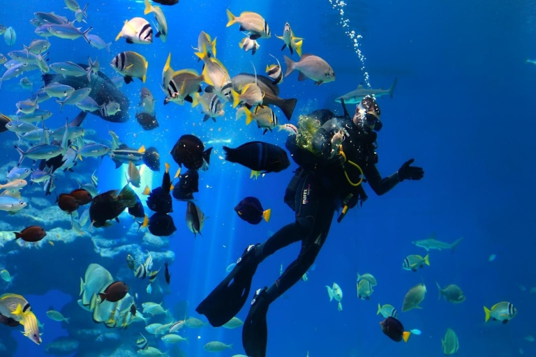 Sharm el-Sheikh : Aventure sous-marine panoramique en mer Rouge