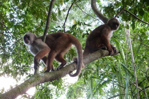 Puerto Maldonado : Tyrolienne, canopée et kayakPuerto Maldonado : Randonnée en tyrolienne, canopée et kayak