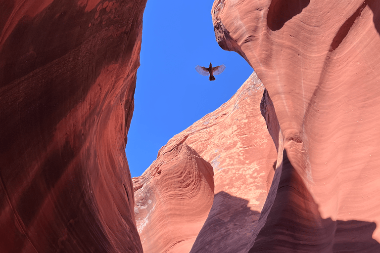 Antelope Canyon : Excursion dans le canyon de Rattlesnake