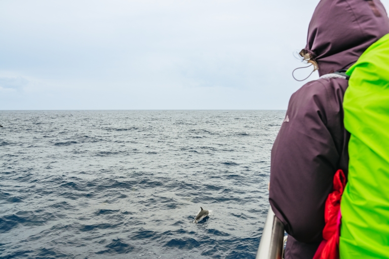 São Miguel Azoren: Halbtägiger Walbeobachtungsausflug