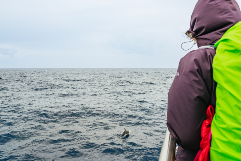 São Miguel Açores: excursion d'une demi-journée pour observer les baleines