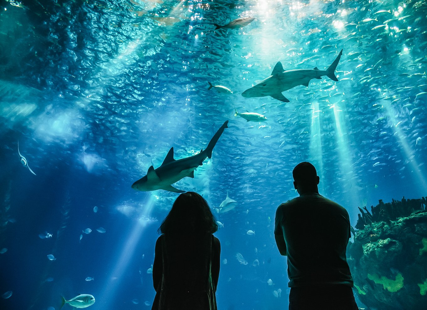 Lissabon: Oceanarium i Lissabon Indgangsbillet