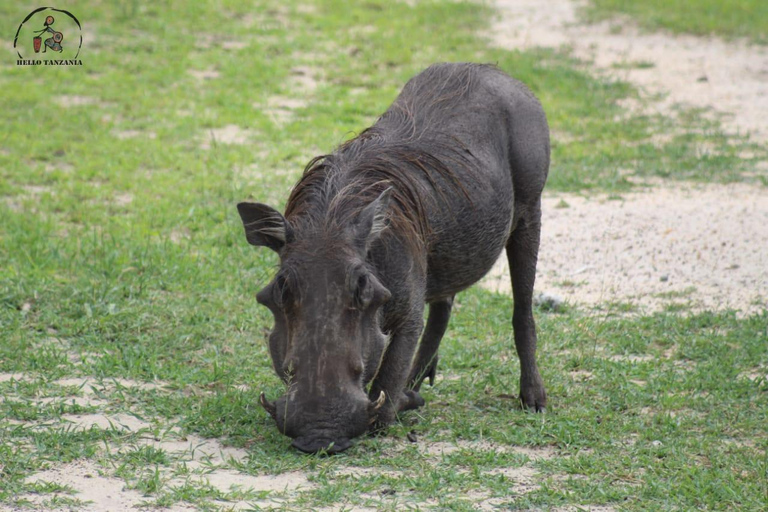 Selous : Un safari hors route d&#039;une journée au départ de Zanzibar