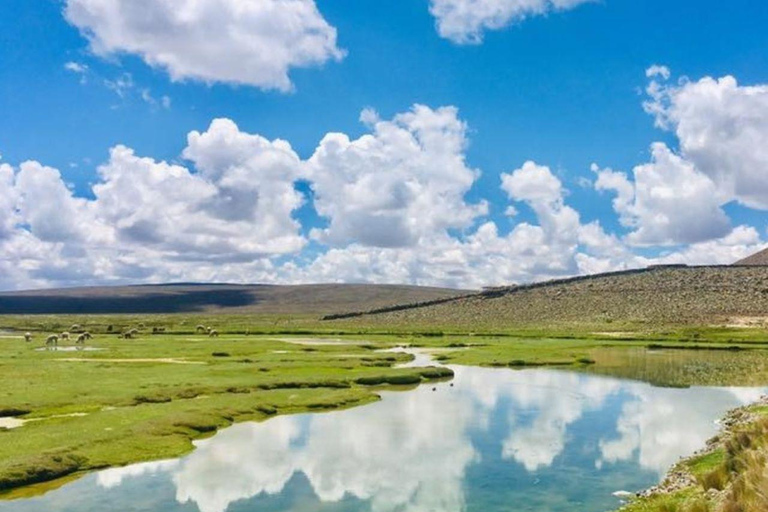 Ruta Chivay - Puno | Patapampa - humedales |