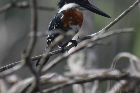 birdwatching in the nearby savannah of Palenque Birdwatching in the nearby savannah of Palenque