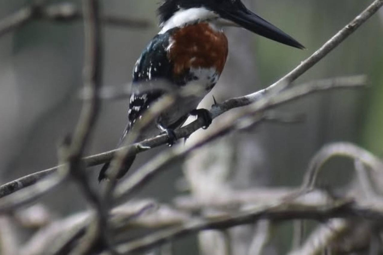 birdwatching in the nearby savannah of Palenque Birdwatching in the nearby savannah of Palenque