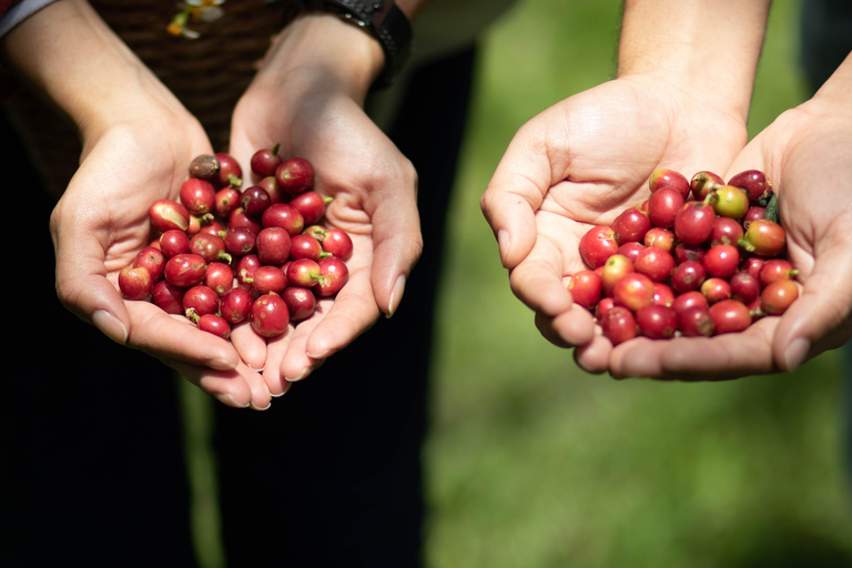 Medellín: Santa Elena Coffee Farm Tour w/Lunch & Transfer