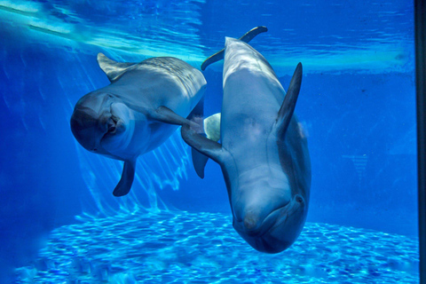 Palafolls: Marineland Dolphinarium and Water Park Tickets